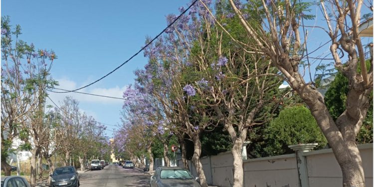 Κλάδεμα δέντρων στην οδό Διαγοριδών