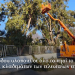 Ο Δήμος Ρόδου υλοποιεί σε όλο το νησί το μεγαλύτερο πρόγραμμα κλαδεμάτων των τελευταίων ετών